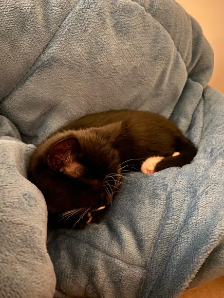 Kat Europese korthaar of huiskat