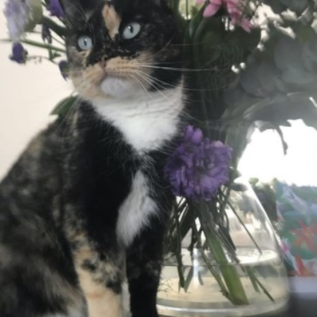 Kat Europese korthaar of huiskat