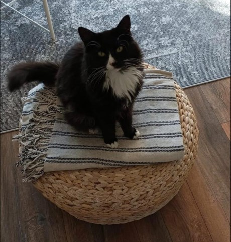 Kat Europese korthaar of huiskat