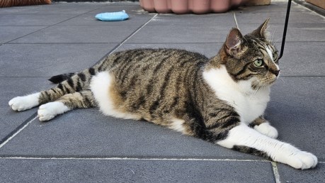 Kat Europese korthaar of huiskat