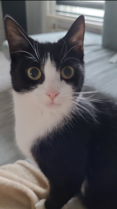 Kat Europese korthaar of huiskat