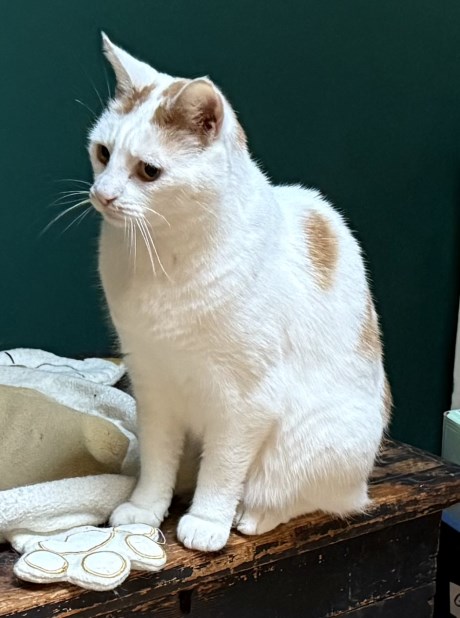 Kat Europese korthaar of huiskat