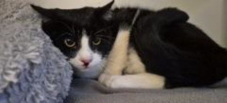 Kat Europese korthaar of huiskat