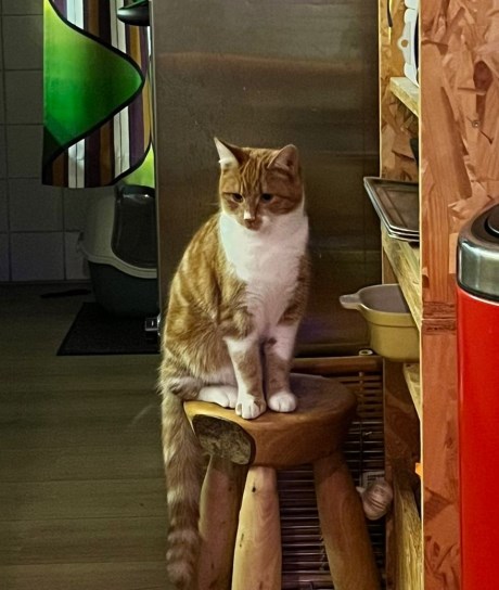 Kat Europese korthaar of huiskat