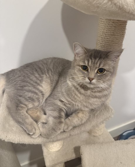 Kat Brits korthaar X