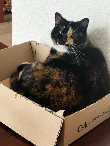 Kat Europese korthaar of huiskat