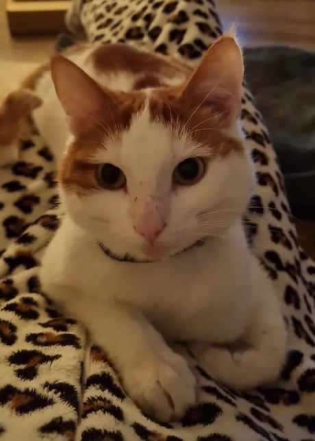 Kat Europese korthaar of huiskat