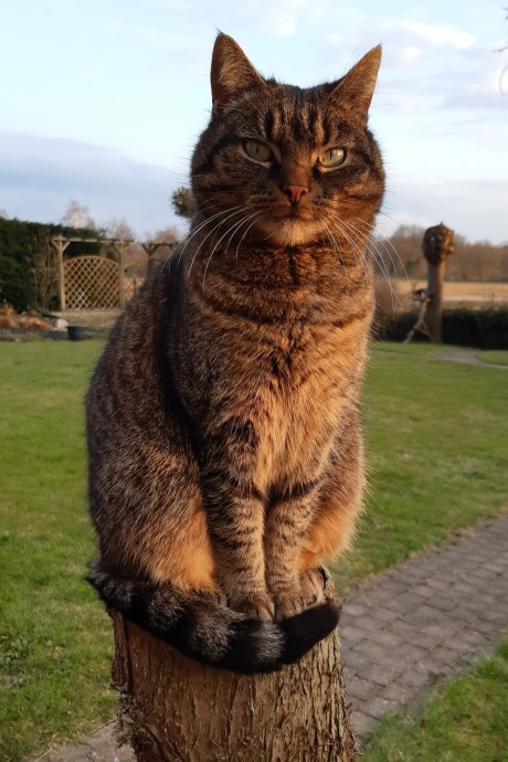 Kat Europese korthaar of huiskat