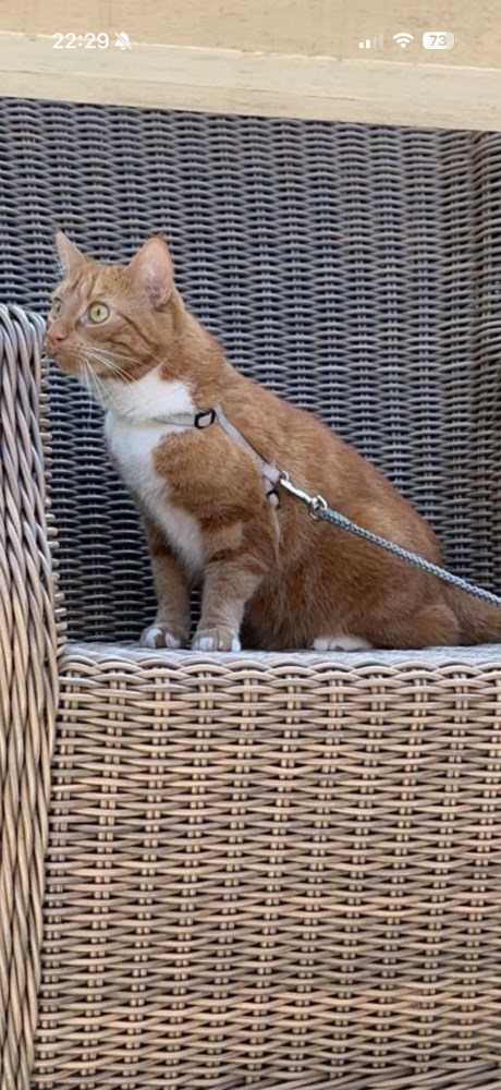 Kat Europese korthaar of huiskat