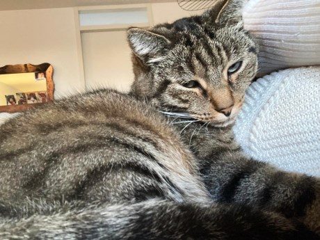 Kat Europese korthaar of huiskat