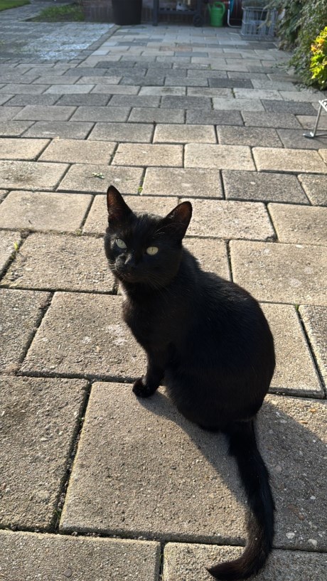 Kat Europese korthaar of huiskat