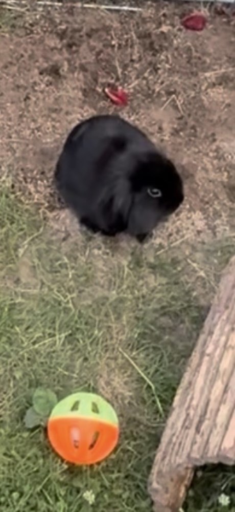 Knaagdier / Haasachtige Konijn