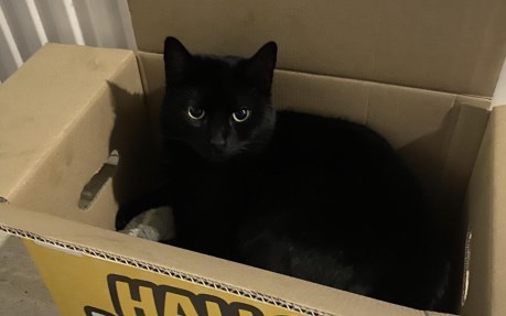 Kat Europese korthaar of huiskat