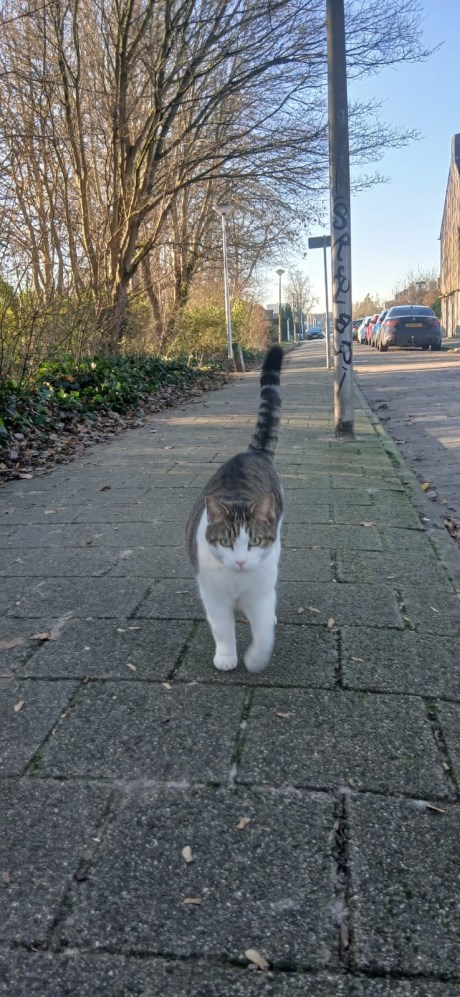 Kat Europese korthaar of huiskat