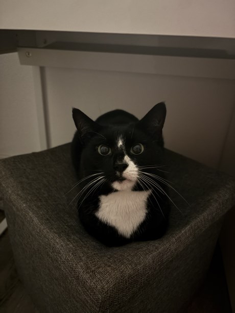 Kat Europese korthaar of huiskat