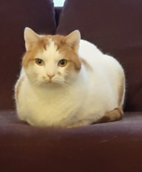 Kat Europese korthaar of huiskat