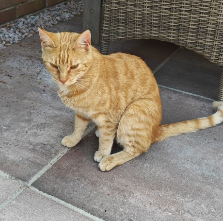 Kat Europese korthaar of huiskat