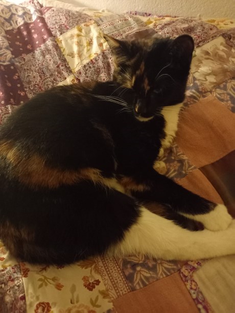 Kat Europese korthaar of huiskat