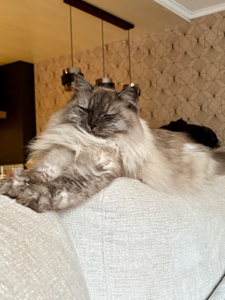 Kat Maine Coon X