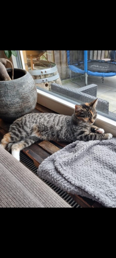 Kat Europese korthaar of huiskat