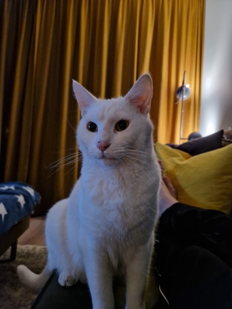 Kat Europese korthaar of huiskat