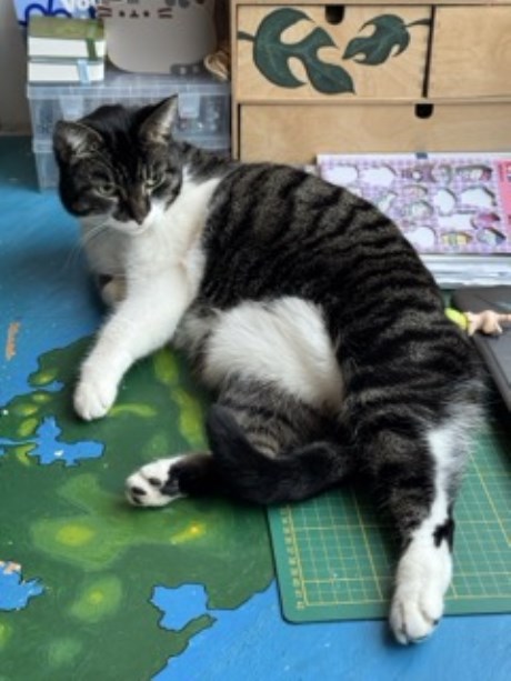 Kat Europese korthaar of huiskat