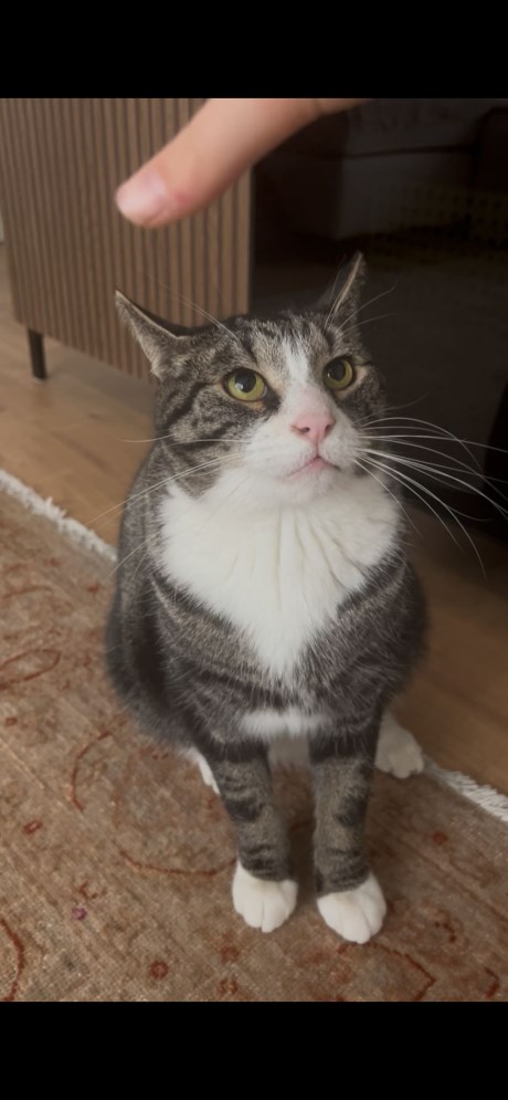 Kat Europese korthaar of huiskat