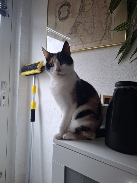 Kat Europese korthaar of huiskat