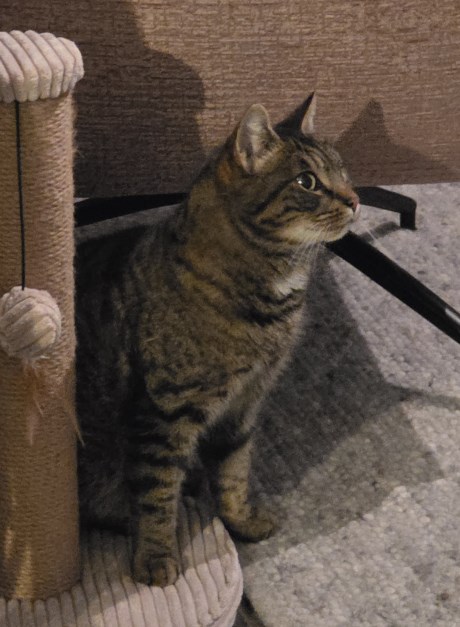 Kat Europese korthaar of huiskat