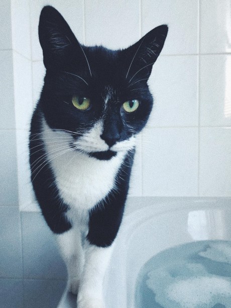 Kat Europese korthaar of huiskat