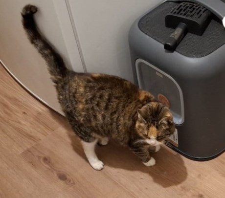 Kat Europese korthaar of huiskat