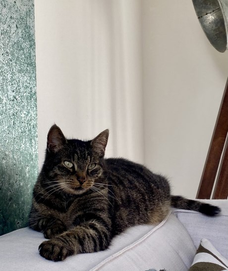 Kat Europese korthaar of huiskat