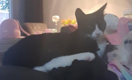 Kat Europese korthaar of huiskat