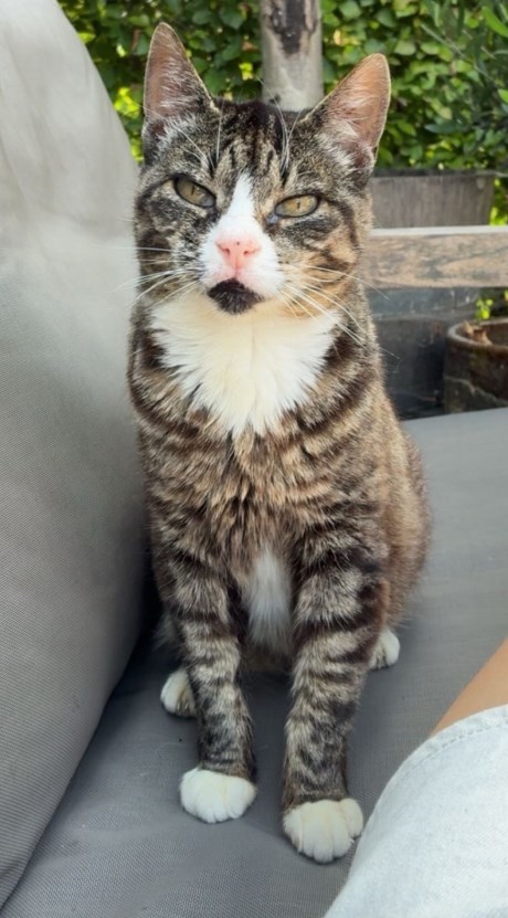 Kat Europese korthaar of huiskat