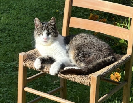 Kat Europese korthaar of huiskat