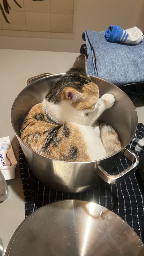 Kat Europese korthaar of huiskat