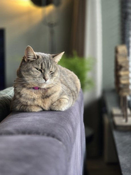 Kat Brits korthaar X