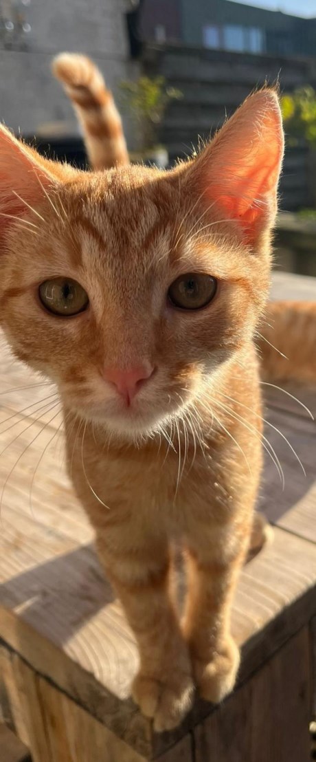 Kat Europese korthaar of huiskat