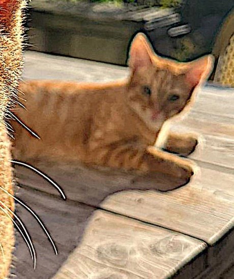 Kat Europese korthaar of huiskat