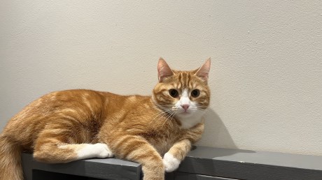 Kat Europese korthaar of huiskat