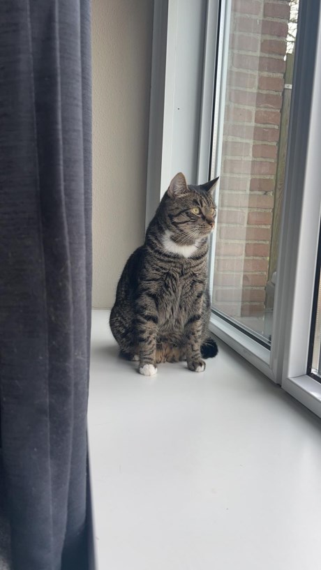 Kat Europese korthaar of huiskat