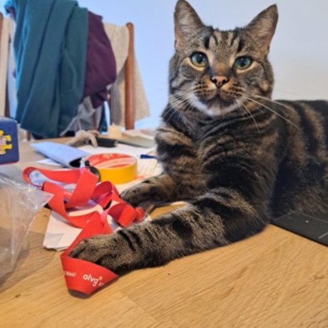 Kat Europese korthaar of huiskat