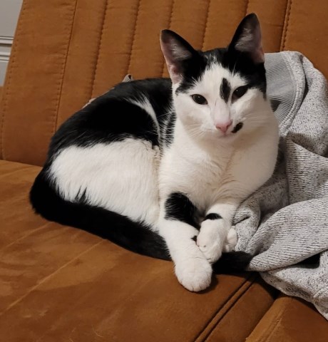 Kat Europese korthaar of huiskat