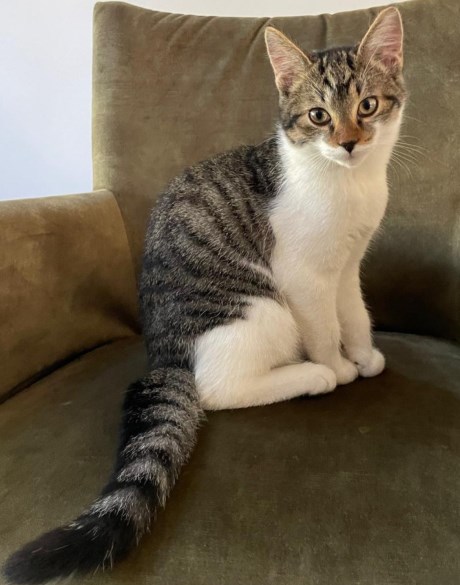 Kat Europese korthaar of huiskat