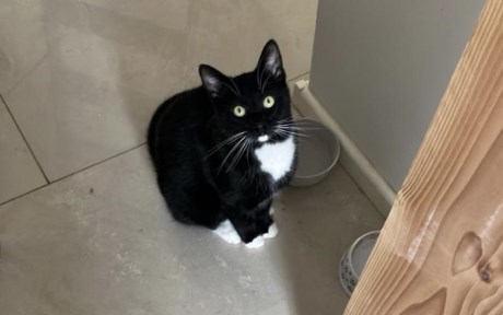 Kat Europese korthaar of huiskat