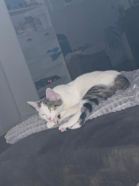 Kat Europese korthaar of huiskat