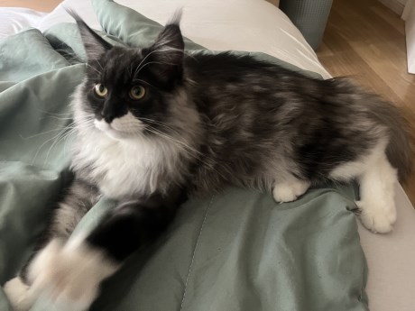 Kat Maine Coon