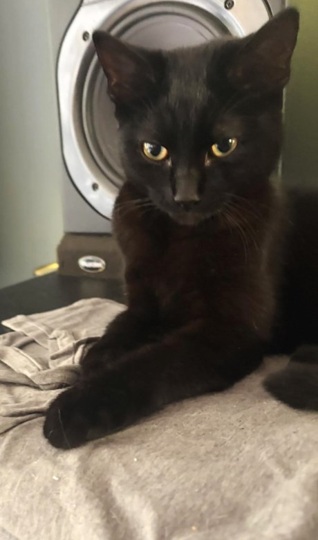 Kat Europese korthaar of huiskat