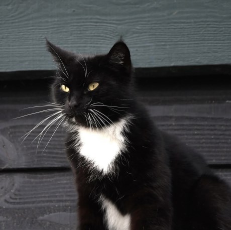 Kat Europese korthaar of huiskat