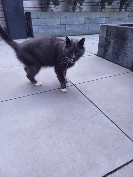 Kat Europese korthaar of huiskat